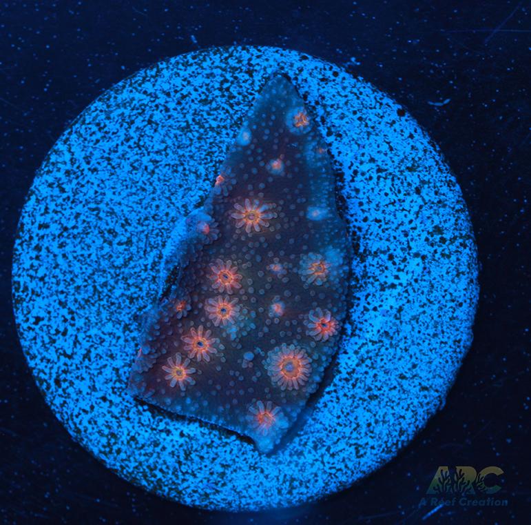 ARC Rainbow Cyphastrea