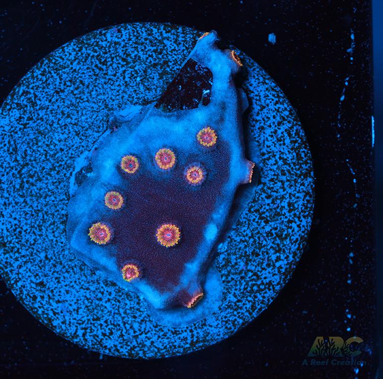 WWC Bizarro Cyphastrea