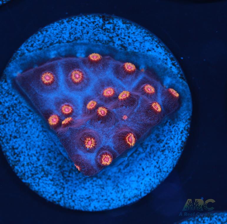 WWC Bizarro Cyphastrea