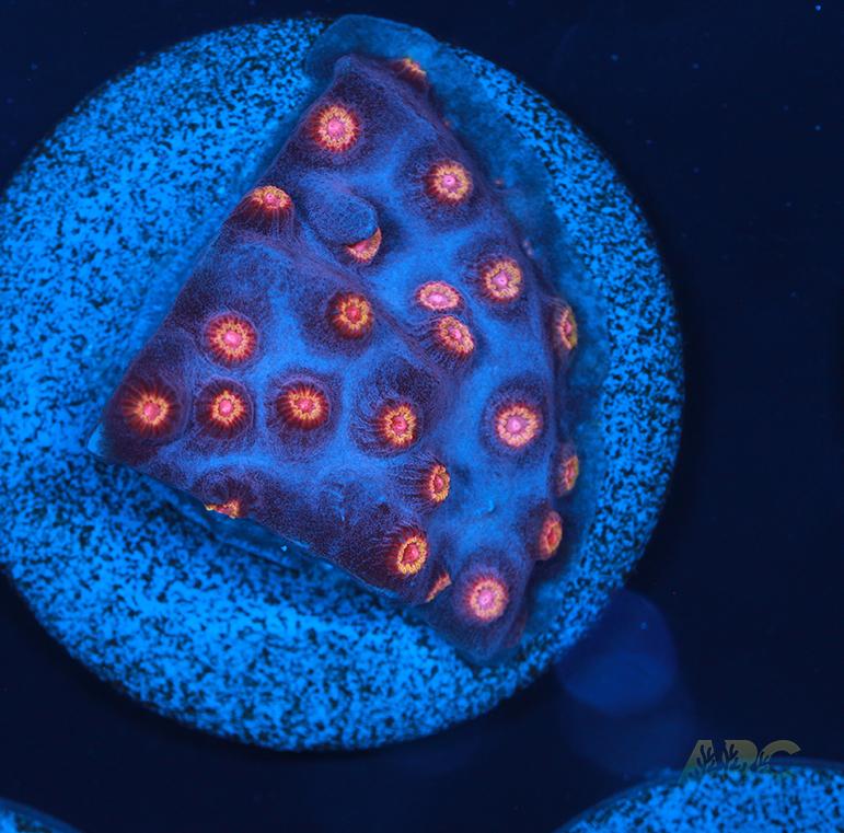 WWC Bizarro Cyphastrea