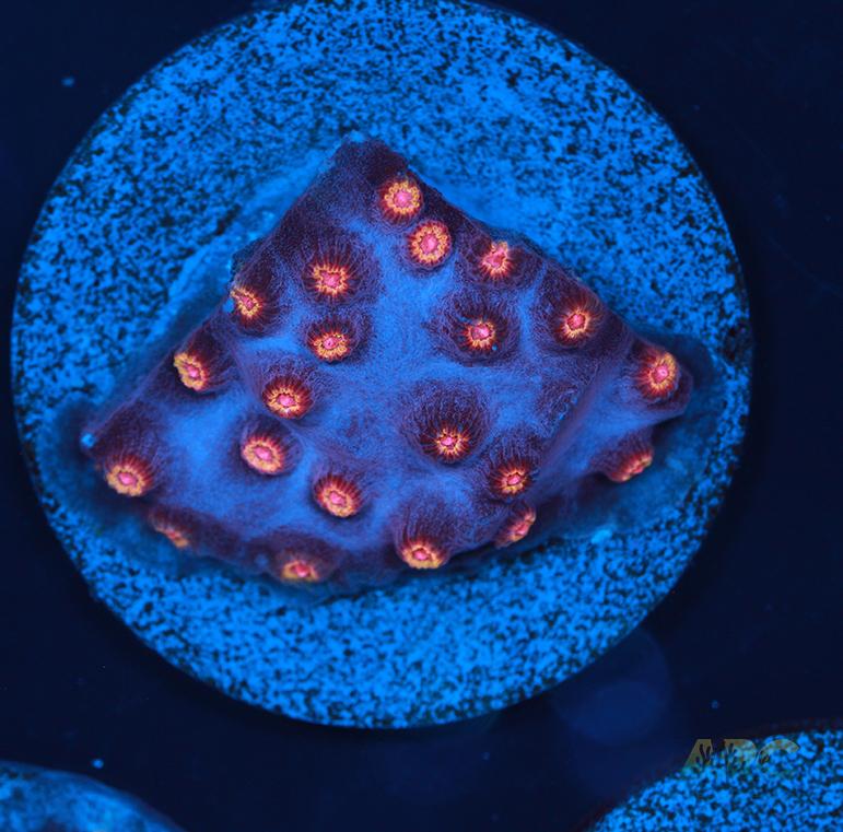 WWC Bizarro Cyphastrea