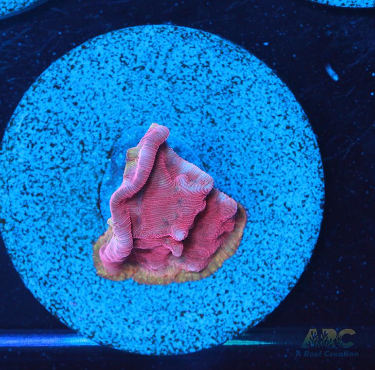 WWC Pink Flamingo Lepto