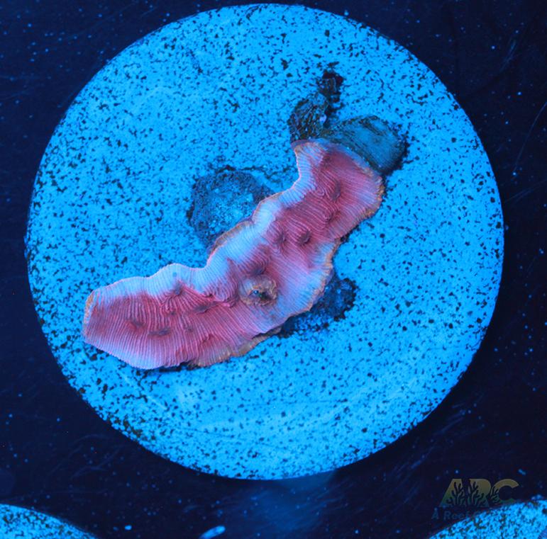 WWC Pink Flamingo Lepto