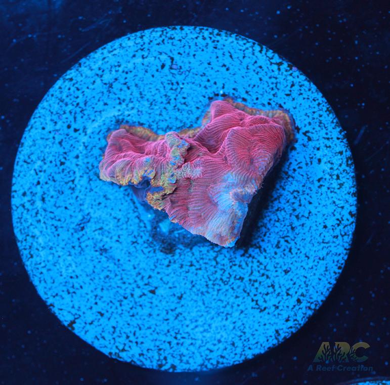 WWC Pink Flamingo Lepto