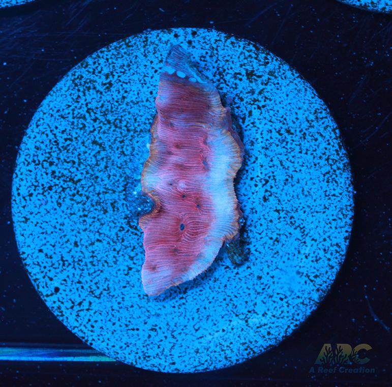 WWC Pink Flamingo Lepto