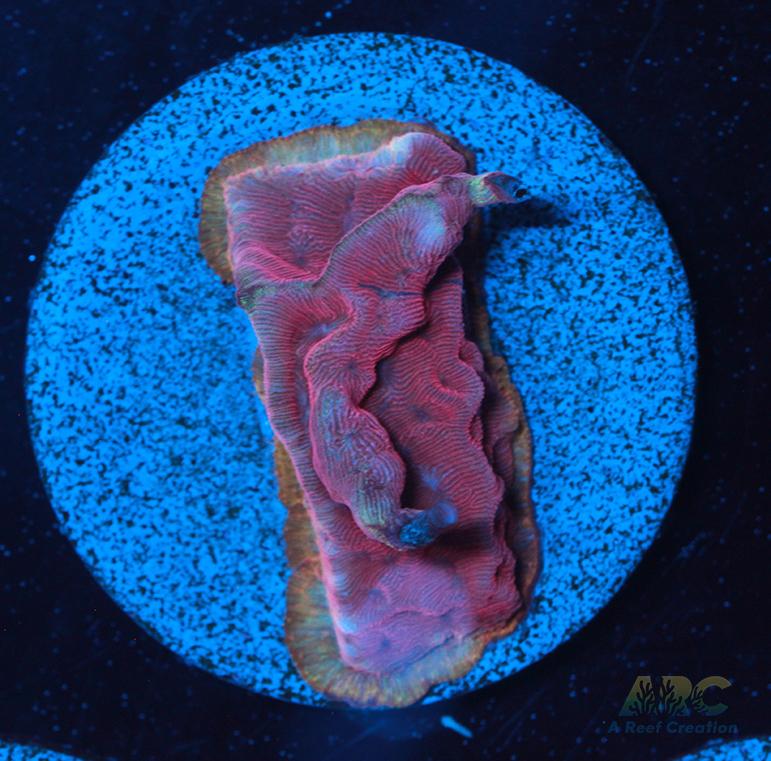 WWC Pink Flamingo Lepto