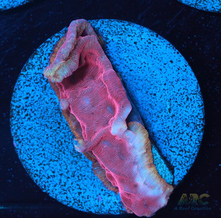 WWC Pink Flamingo Lepto