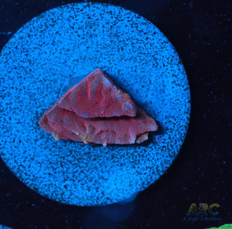 WWC Pink Flamingo Lepto
