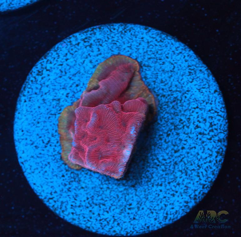 WWC Pink Flamingo Lepto