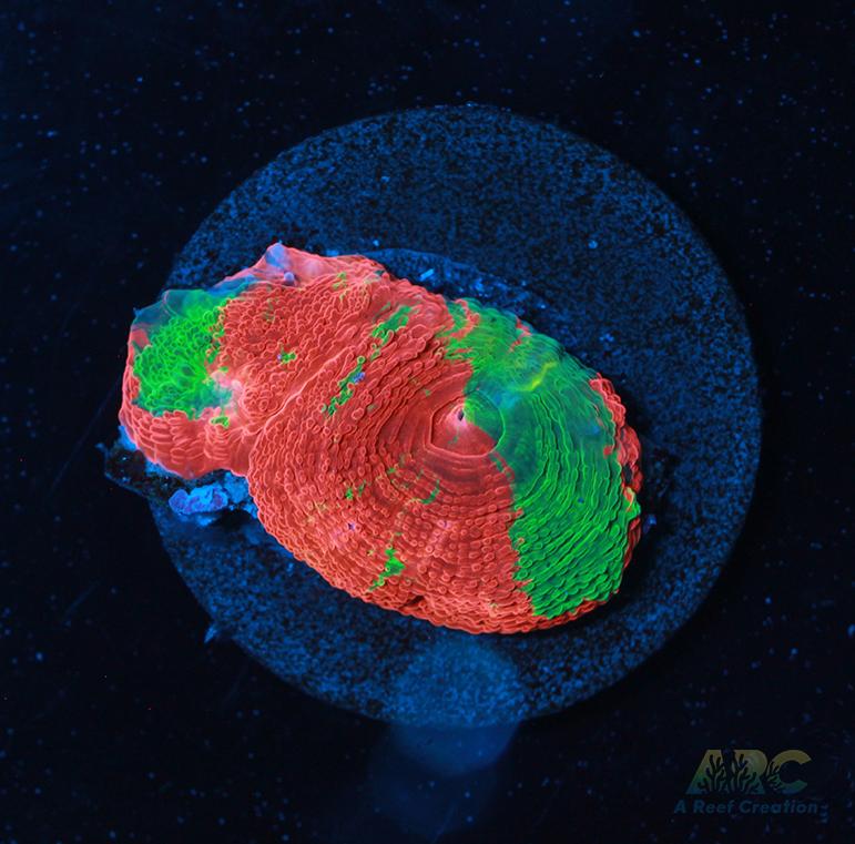 Brent's Bleeding Apple Bower