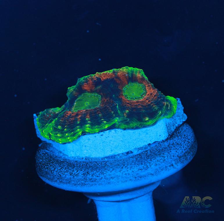 CC Orange Crush Acan Echinata