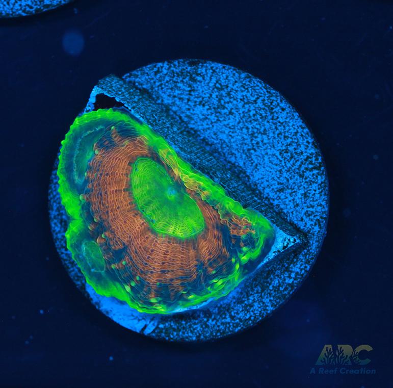 CC Orange Crush Acan Echinata