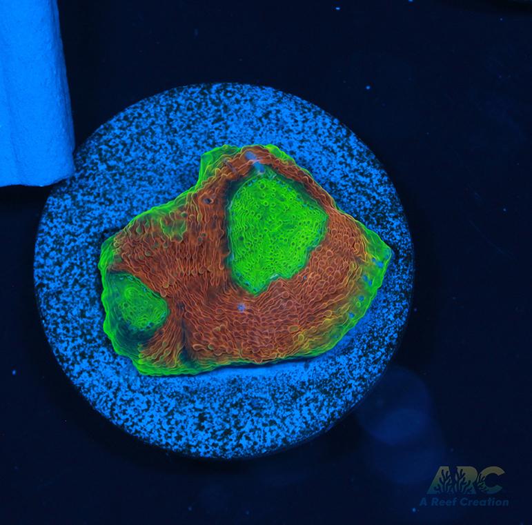 CC Orange Crush Acan Echinata