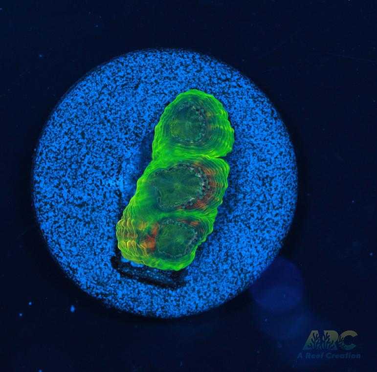 CC Orange Crush Acan Echinata