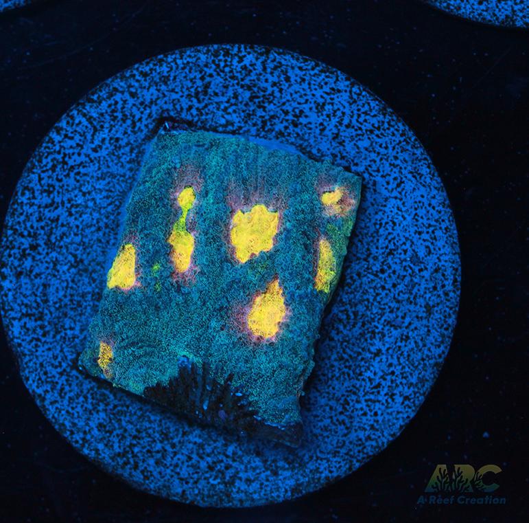 Mia's Pot of Gold Favia