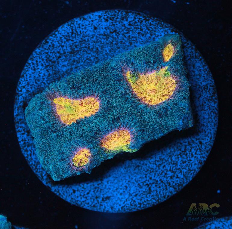 Mia's Pot of Gold Favia