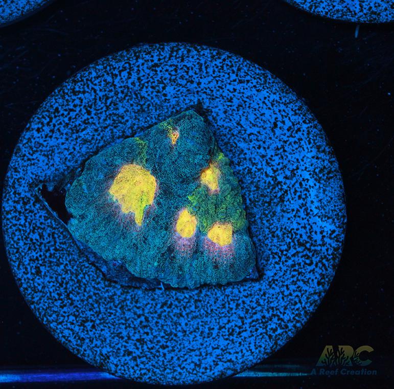 Mia's Pot of Gold Favia