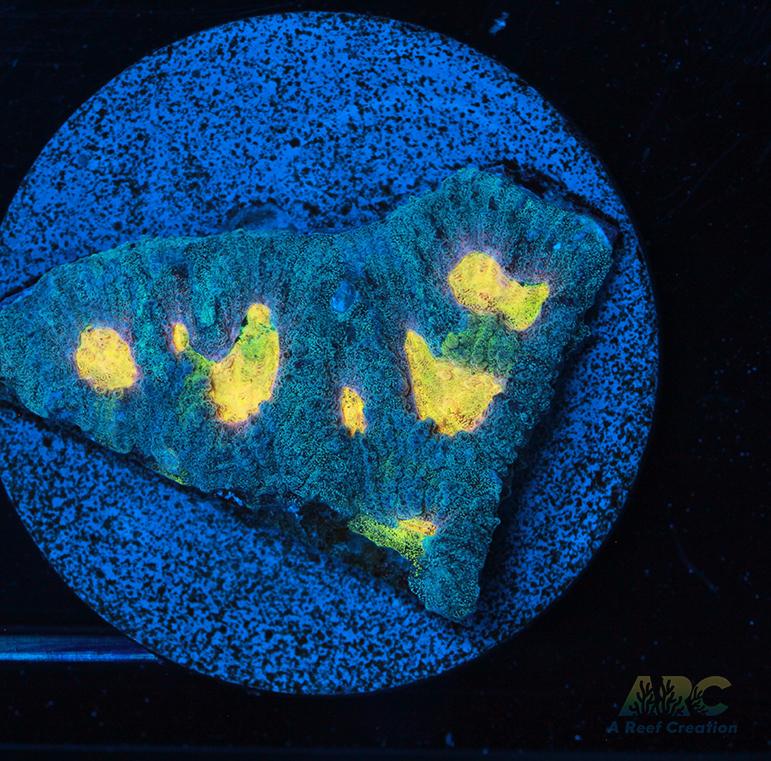 Mia's Pot of Gold Favia