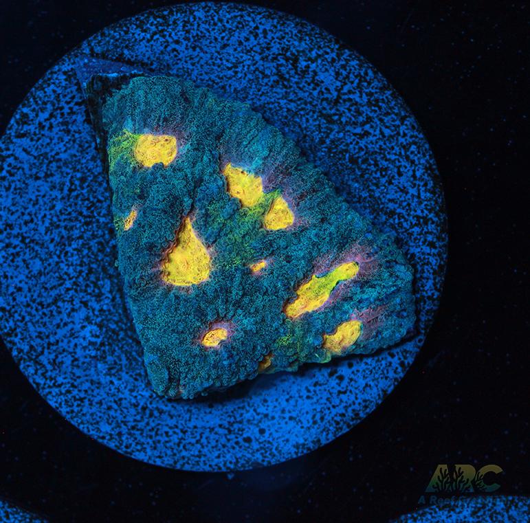 Mia's Pot of Gold Favia