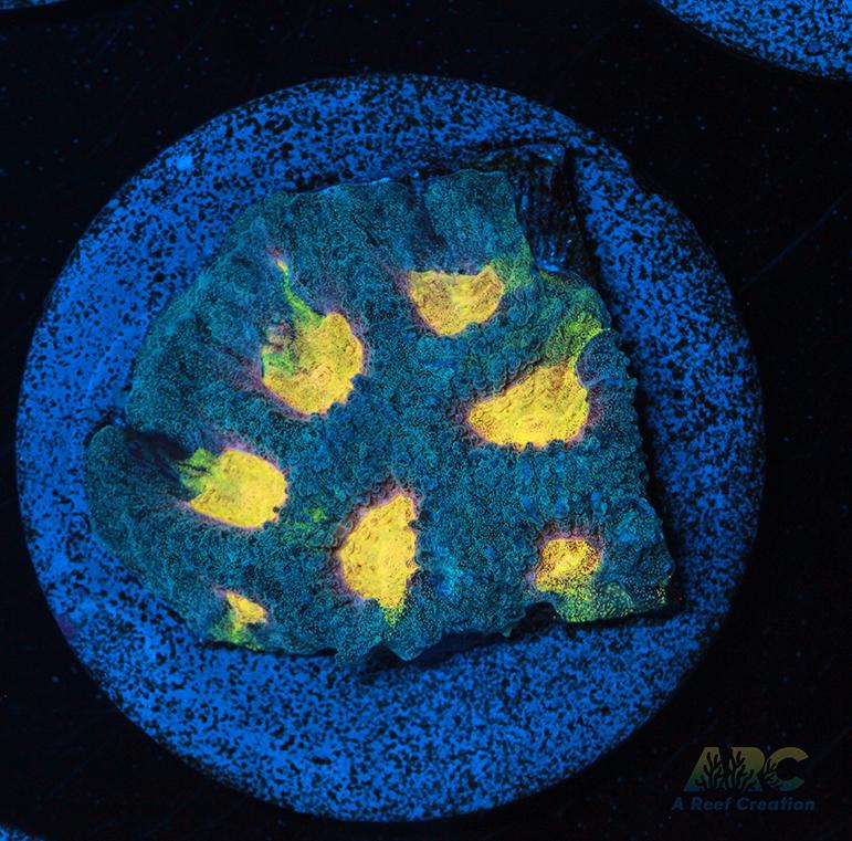 Mia's Pot of Gold Favia