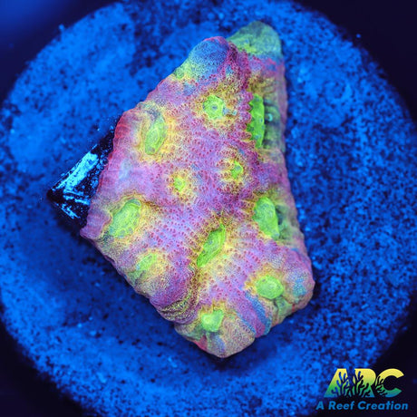JF Dayglo Favites