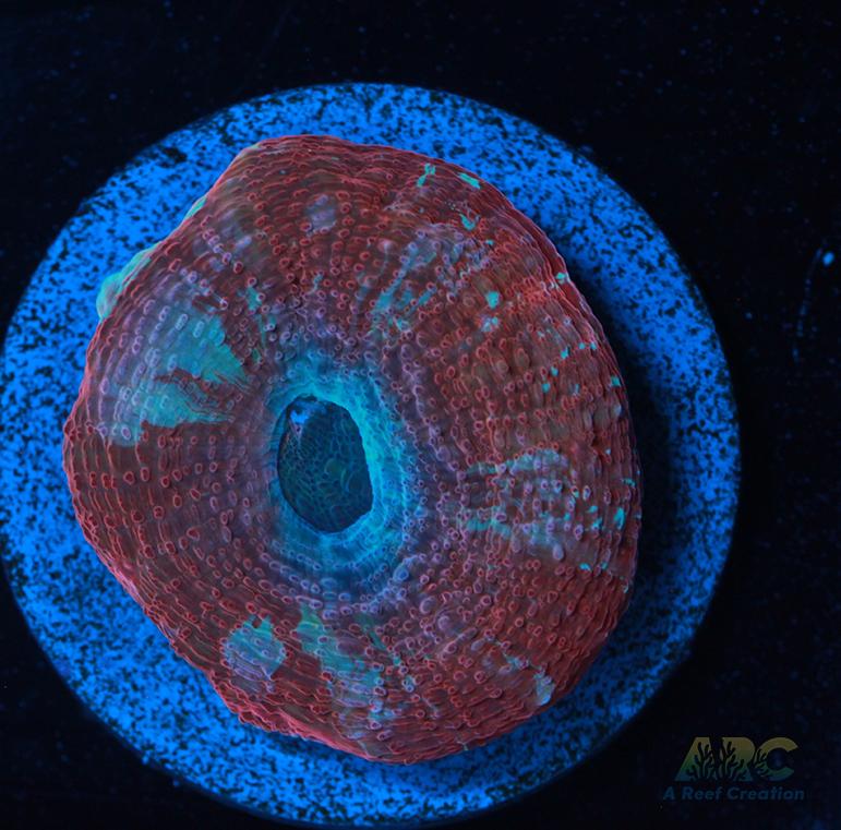 New Release ARC Frosted Cherry Bower