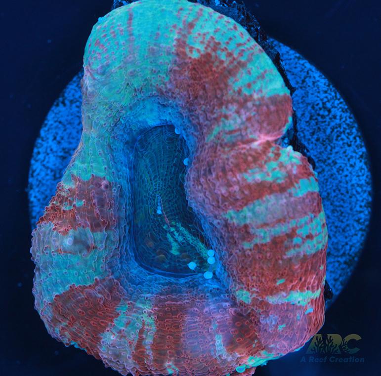 New Release ARC Frosted Cherry Bower