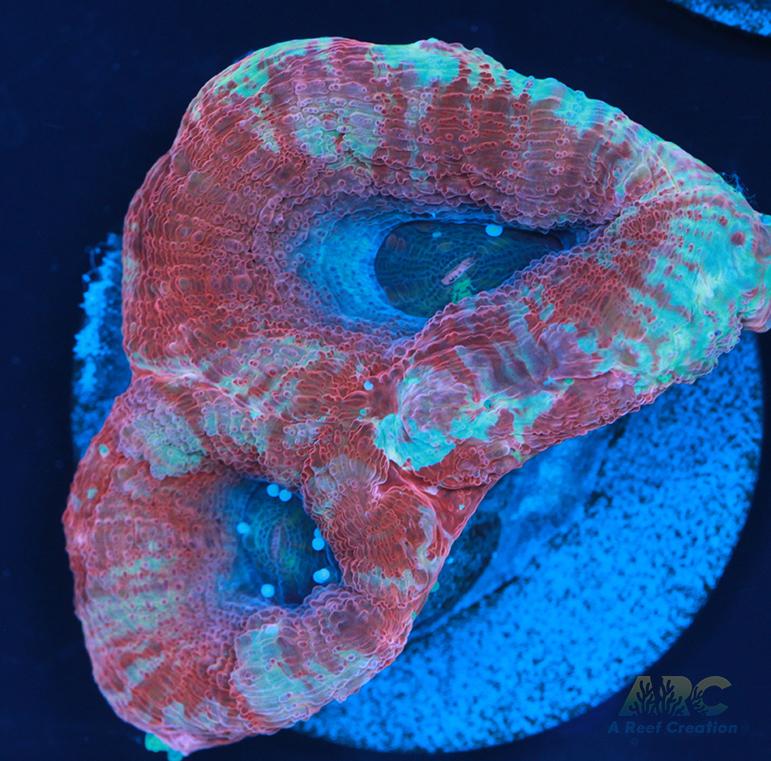 New Release ARC Frosted Cherry Bower