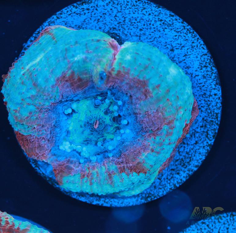 New Release ARC Frosted Cherry Bower