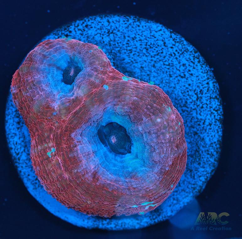 New Release ARC Frosted Cherry Bower