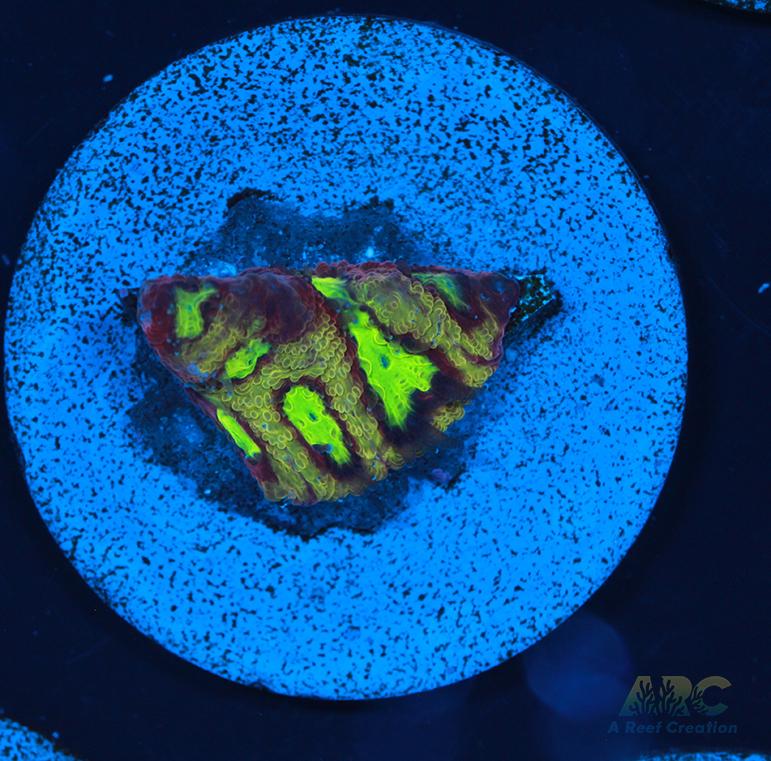 ARC Durin's Bane Favia