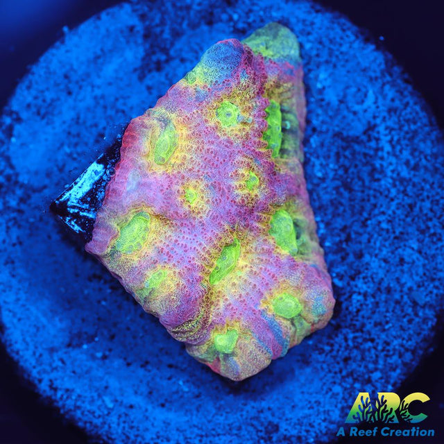 JF Dayglo Favites