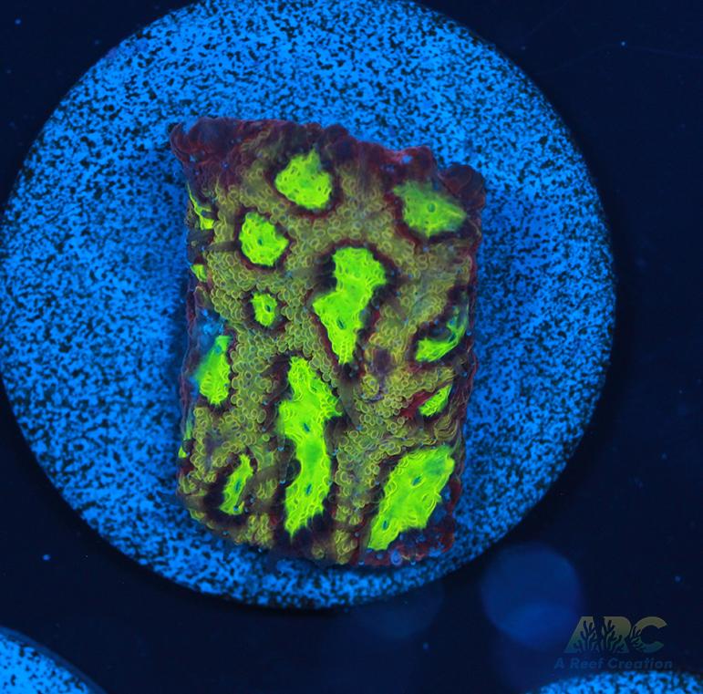 ARC Durin's Bane Favia