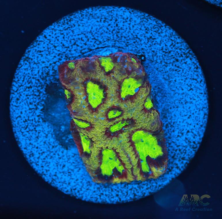 ARC Durin's Bane Favia