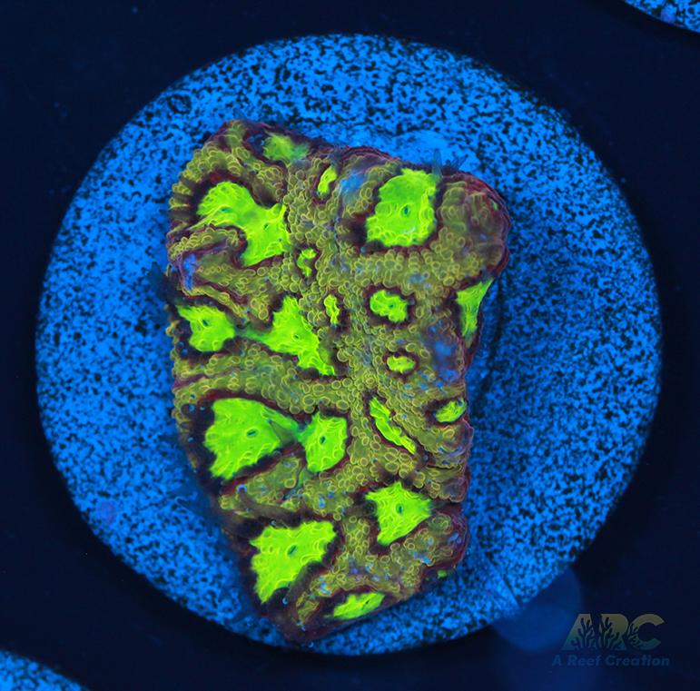 ARC Durin's Bane Favia