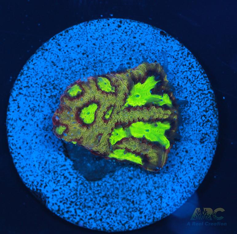 ARC Durin's Bane Favia