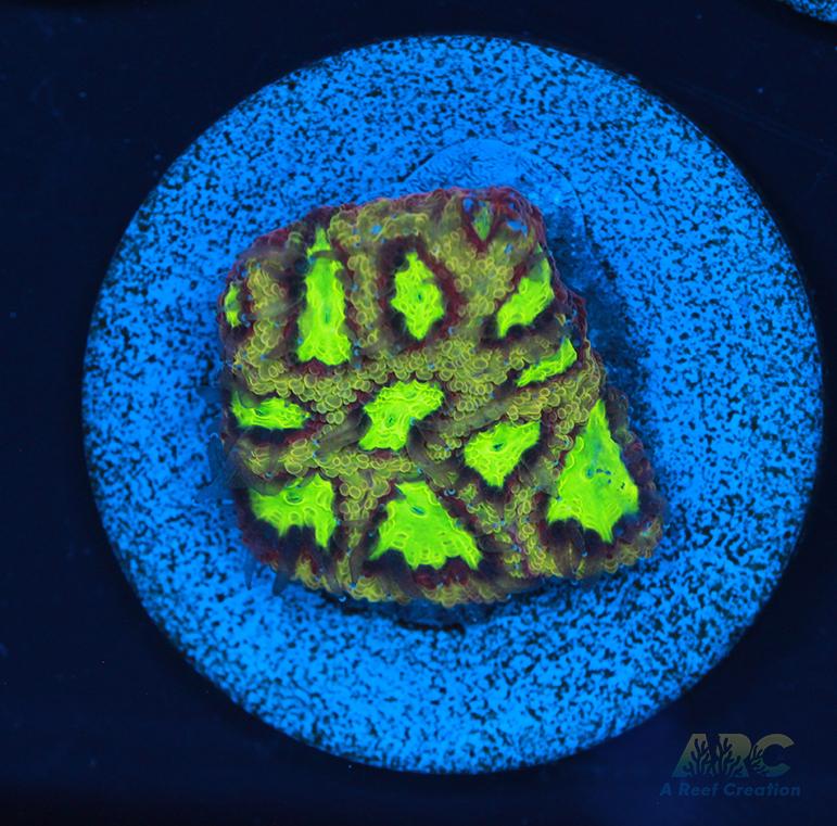 ARC Durin's Bane Favia