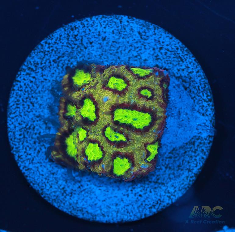 ARC Durin's Bane Favia