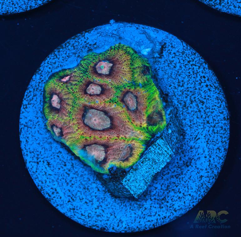 Tyree War and Peace Favites