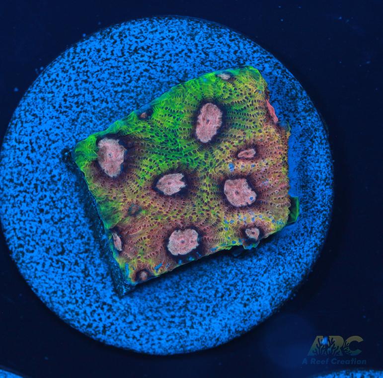 Tyree War and Peace Favites