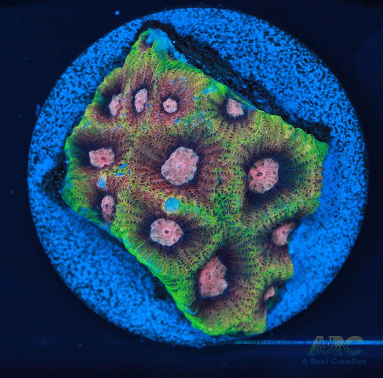 Tyree War and Peace Favites