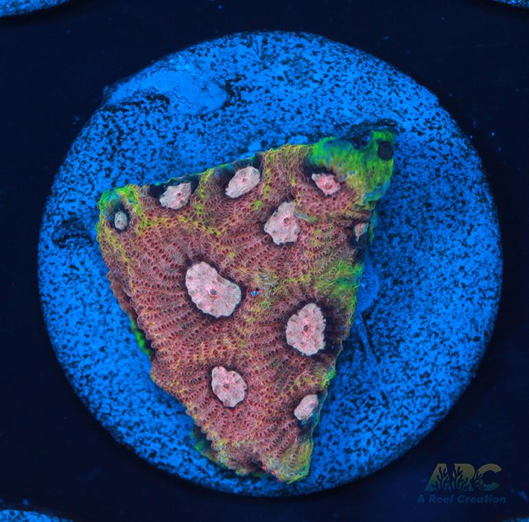 Tyree War and Peace Favites