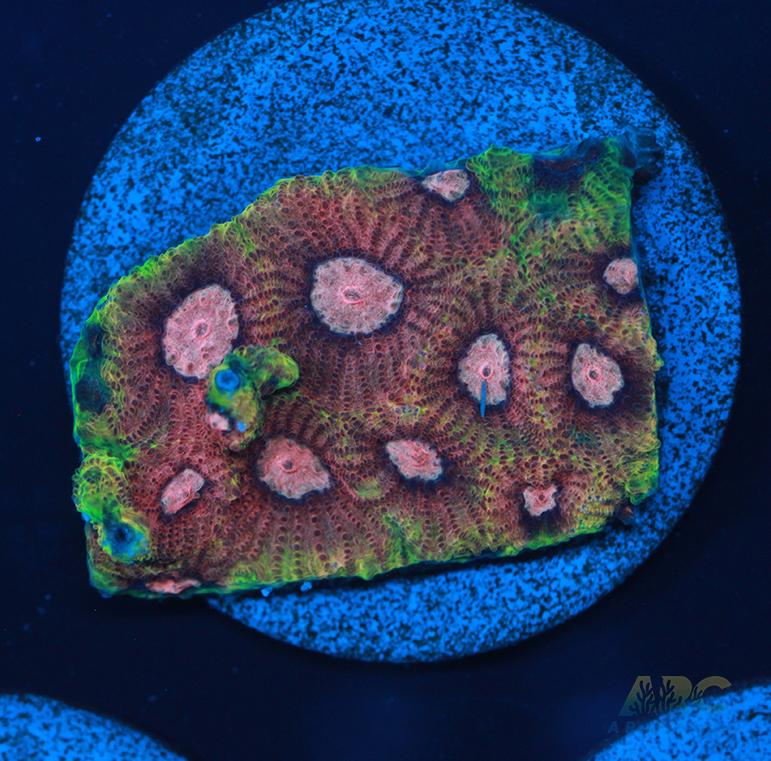 Tyree War and Peace Favites