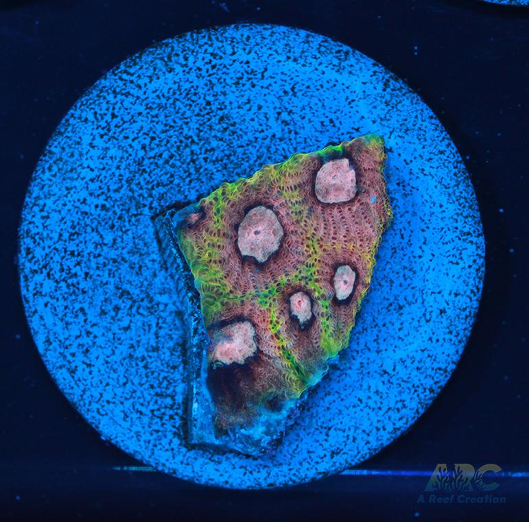 Tyree War and Peace Favites