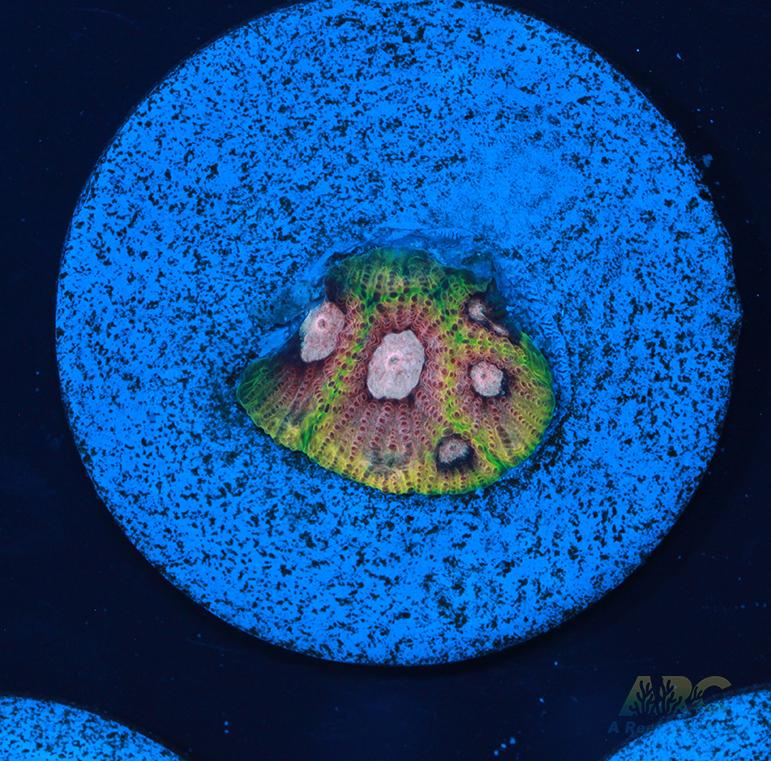 Tyree War and Peace Favites