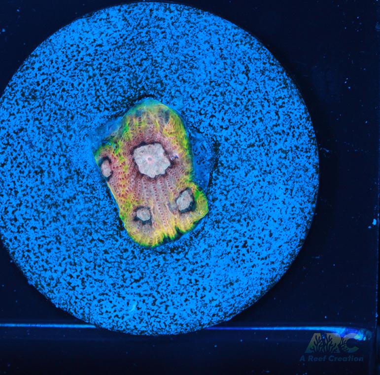 Tyree War and Peace Favites