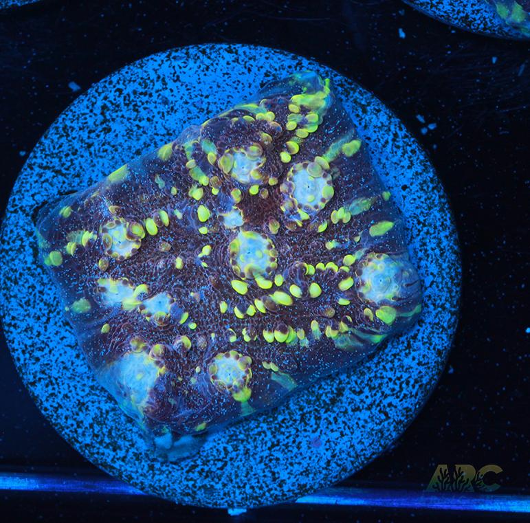 JF Goldmeister Chalice