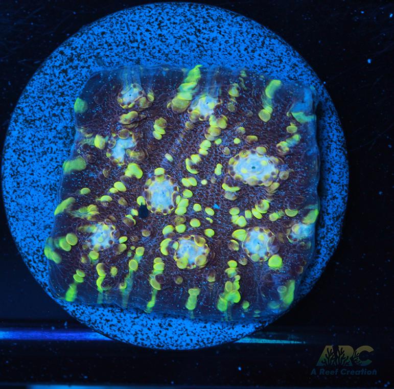 JF Goldmeister Chalice