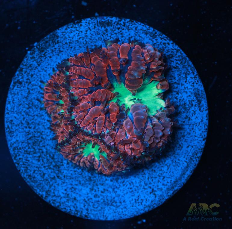 ARC Bubble Yum Blasto