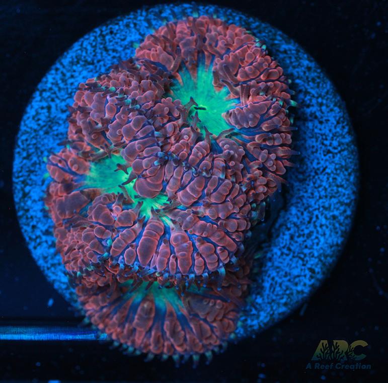 ARC Bubble Yum Blasto